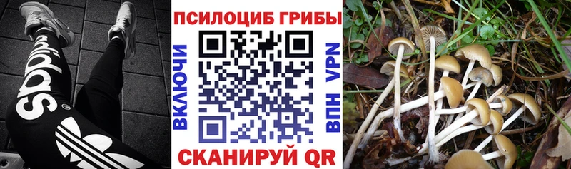 Галлюциногенные грибы прущие грибы  Сосновый Бор 